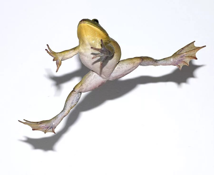 Frog leap