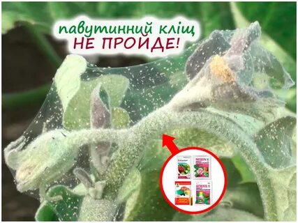 Средство от паутинного клеща на комнатных растениях