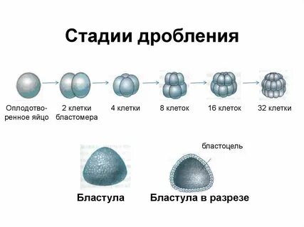 Виды дробления бизнеса