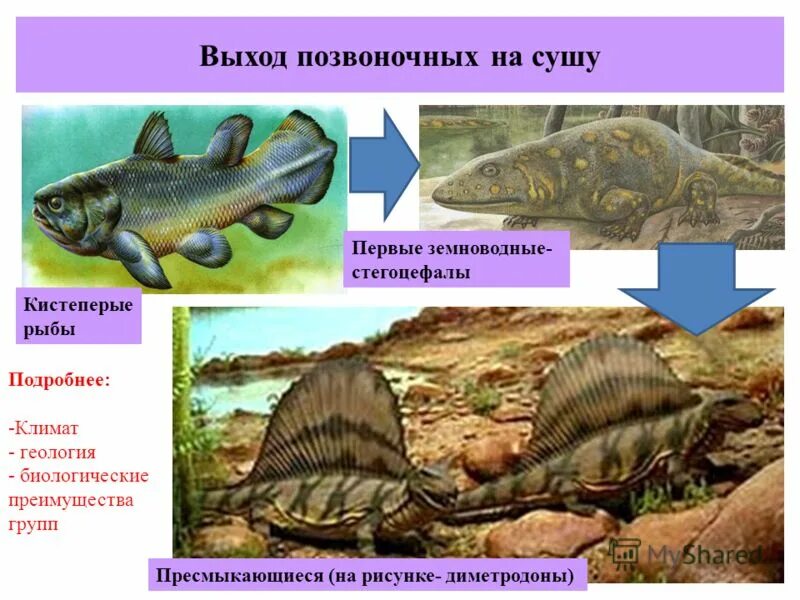 Первые позвоночные животные на суше. Палеозойская Эра стегоцефалы. Кистепёрые рыбы — стегоцефалы — земноводные;. Выход позвоночных на сушу. Выход на сушу первых позвоночных.