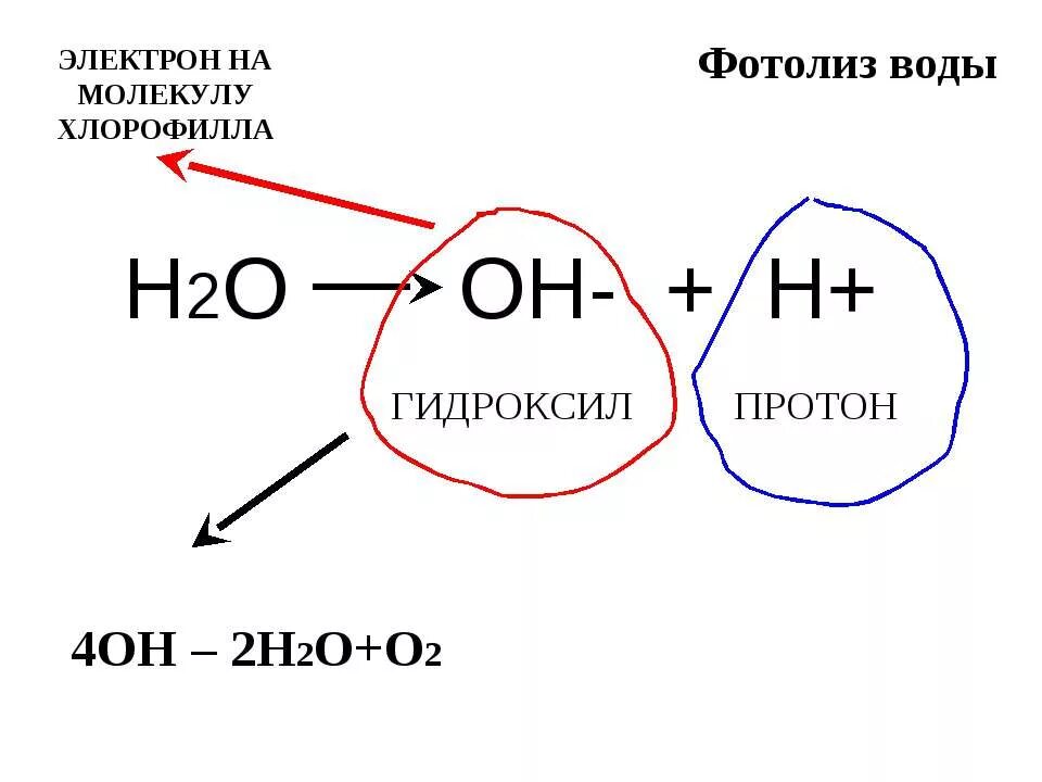 фотолиз воды. фотосинтез рисунок. световая фаза фотосинтеза 9 класс. фотолиз фотосинтез. фотолиз фотосинтез.