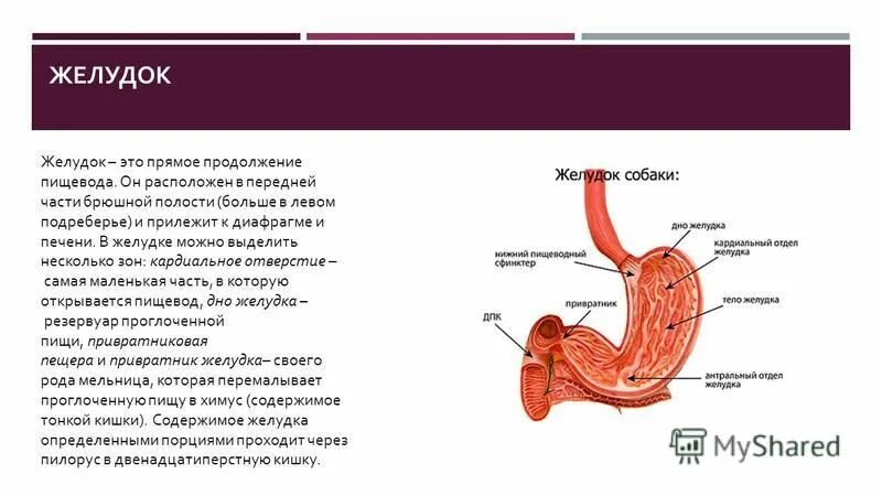 Прилежащая часть желудка.