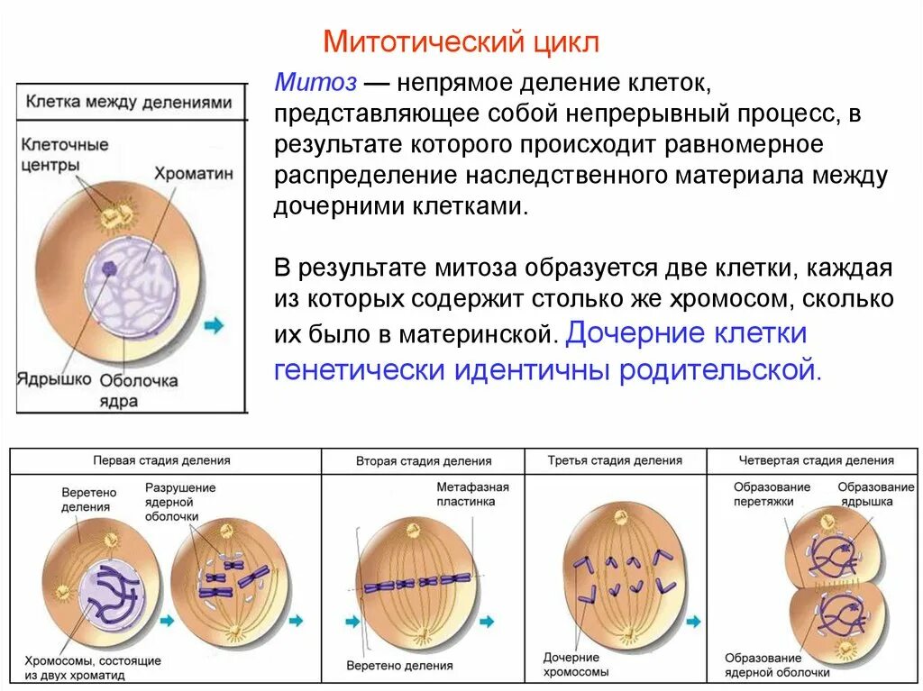 Таблица митоз-Непрямое деление клетки. Процессы происходящие при делении клетки. Митотический цикл клетки клетки. Митоз Тип клеточного деления в результате которого. Действия деления клеток