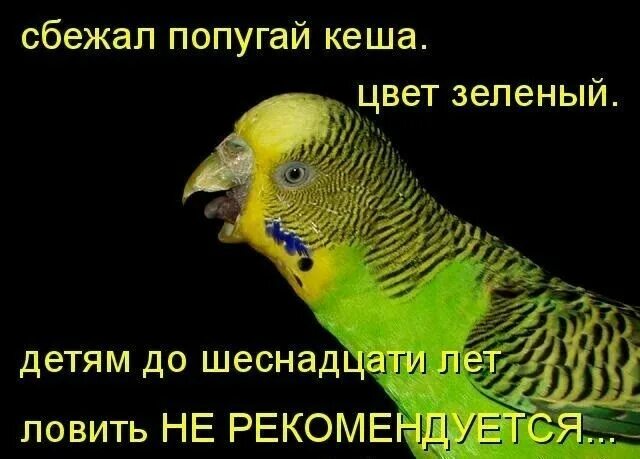Смешно про попугаев. Шутки про попугаев. попугай прикол. смешные попугаи с надписями. шутки с попугаем.