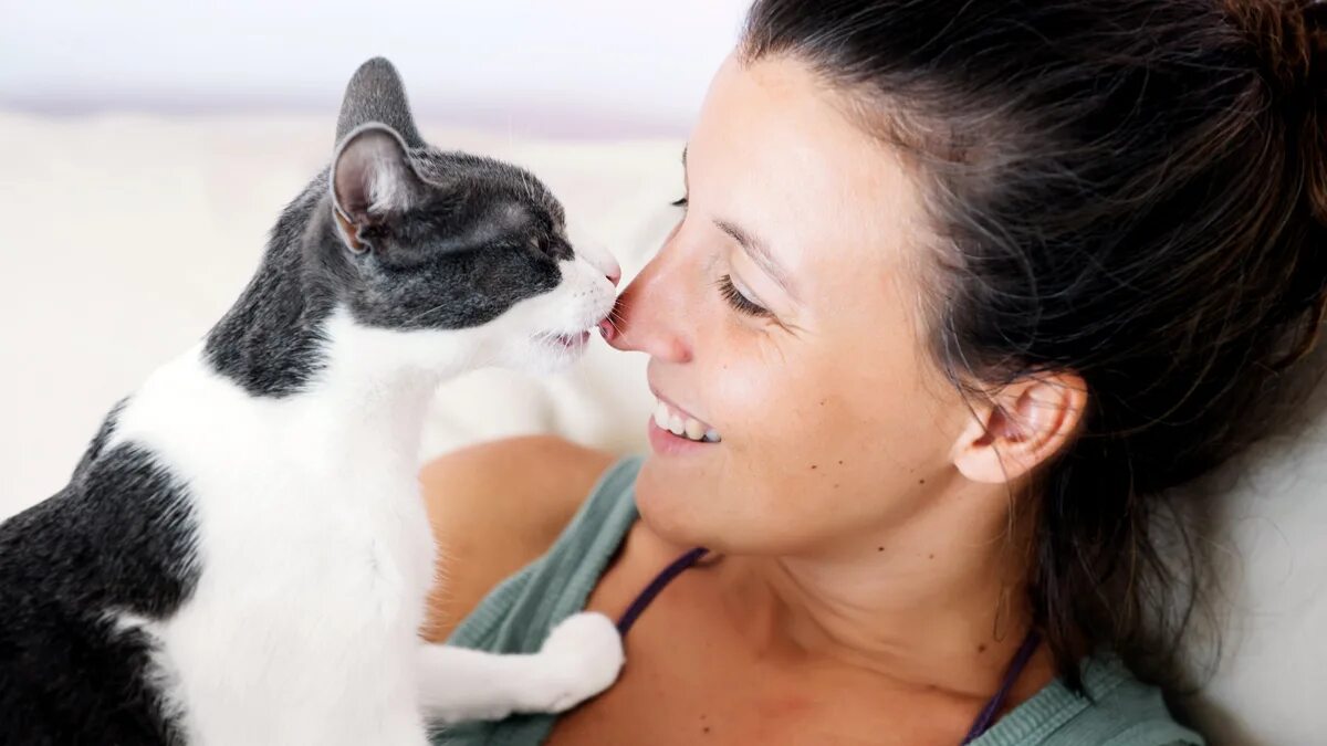 Must liking. Человек целует кошку. Кошка ласкается к хозяину. Кошка лижет человека. Котенок лижет лицо.
