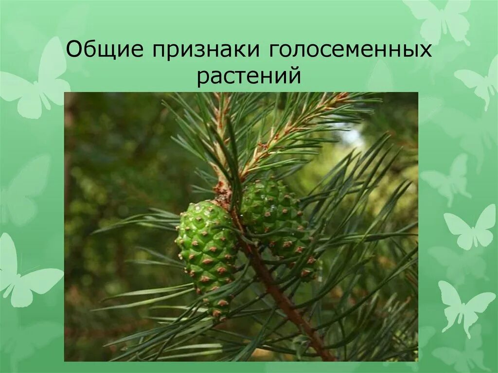 Признаки отдела голосеменных. Характеристика отдела Голосеменные. Черты голосеменных растений. Отдел Голосеменные и Покрытосеменные.