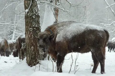 Зубр новосибирск