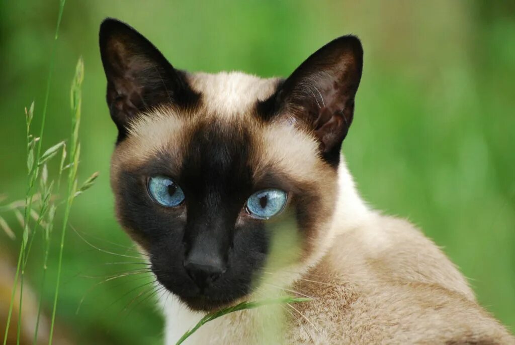 Сиамский чанг. Сиамская кошка. Тайская кошка и Сиамская кошка. Сиамский Сноу-Шу. Тайская кошка тэбби поинт.