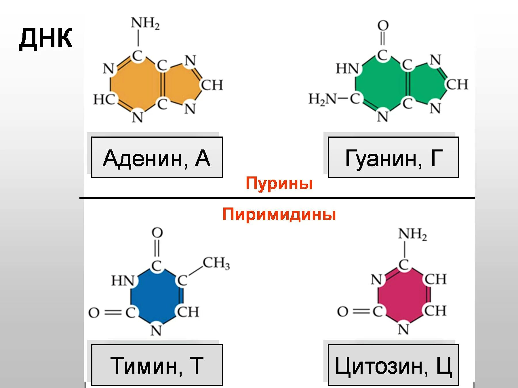Аденин и Тимин строение. Аминокислоты аденин гуанин Тимин цитозин. Аденин гуанин цитозин Тимин урацил комплементарность таблица. Аденин гуанин цитозин Тимин структурные формулы.