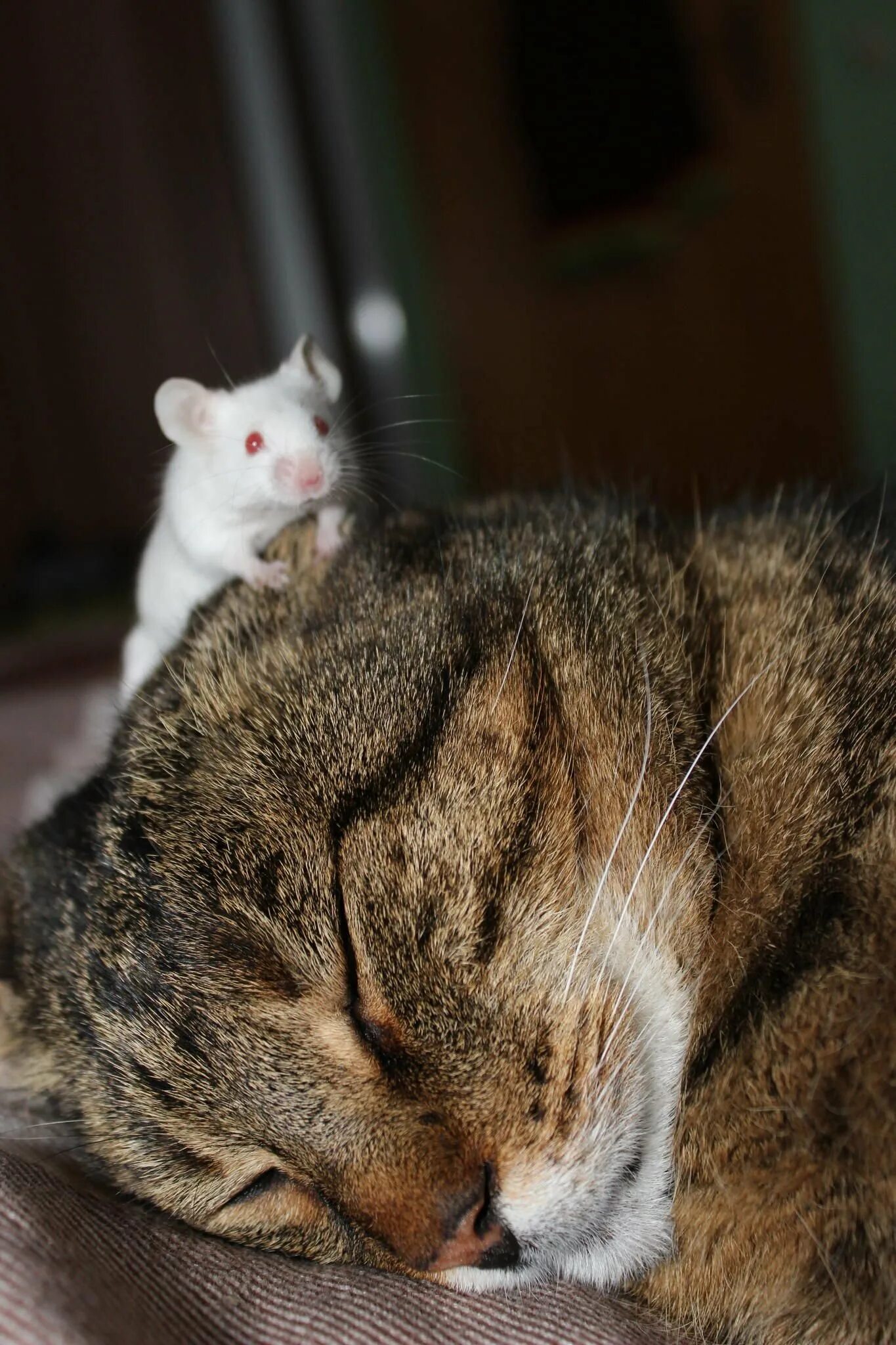Кот и мыши. Мы с котом. Кошки-мышки. Котик с мышкой. Кошечку мышку