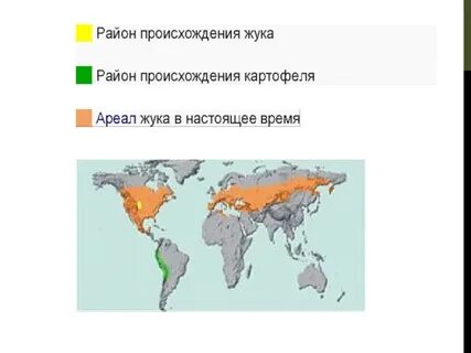 Картофель центр происхождения