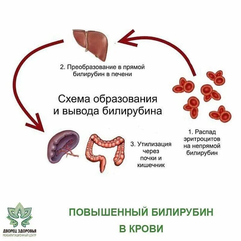 Повышен белок в печени. Повышение концентрации неконъюгированного билирубина. Повышение уровня прямого билирубина крови характерно для. Билирубин прямой повышен болезнь. Прямой билирубин и непрямой билирубин.