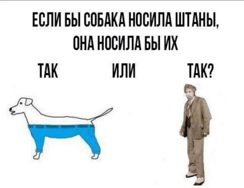 Песня моя собачка одета. Если бы собака. Как собаки носят штаны. Как бы собака носила штаны. Если бы собака носила штаны то как.