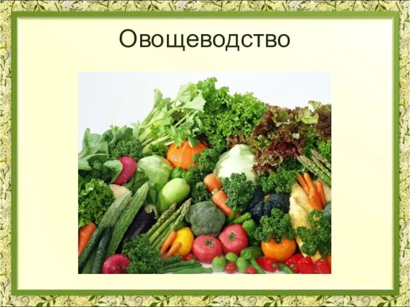 Какая какое овощеводство. Овощеводство презентация. Отрасли Полеводство овощеводство. Презентация на тему овощеводство. Овощеводство проект.