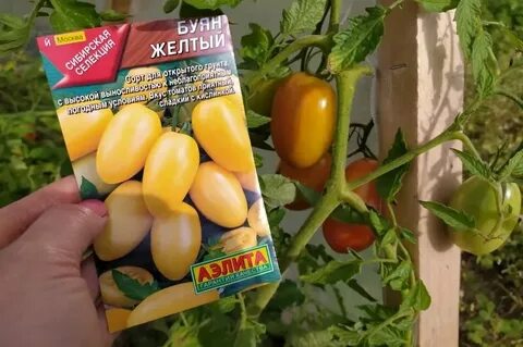 Буян желтый характеристика