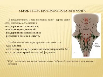 Какие ядра черепных нервов в продолговатом мозге
