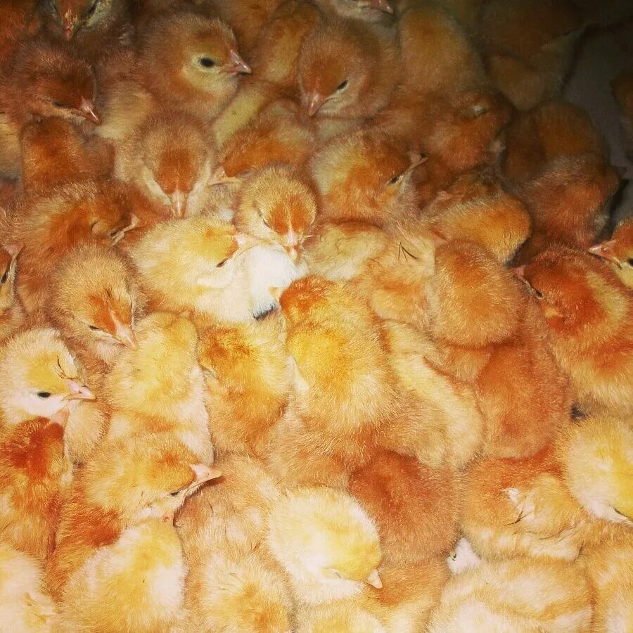 Где купить цыплят кур. Цыплята Ломан Браун. Цыплята Хайсекс Браун. Суточные цыплята Ломан Браун. Несушка Хайсекс Браун цыпленок.