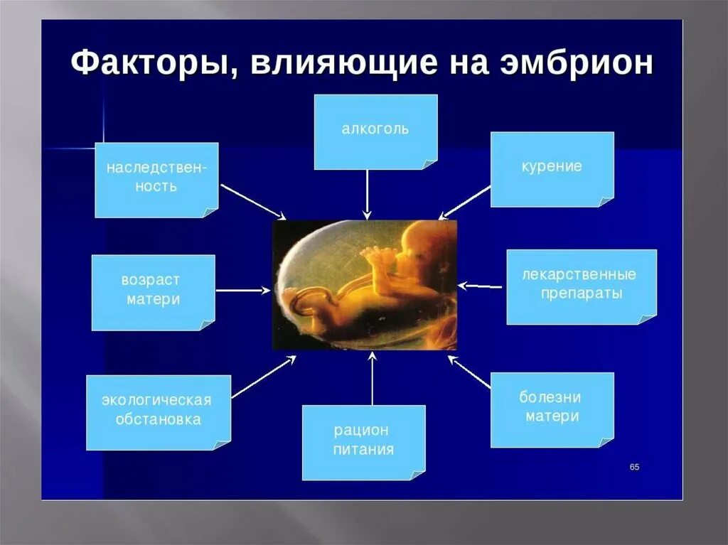 Влияние окружающей на развитие организмов. Воздействие вредных факторов на зародыш. Влияние вредных факторов на развитие эмбриона. Факторы влияющие на развитие зародыша. Факторы негативно влияющие на развитие эмбриона человека.