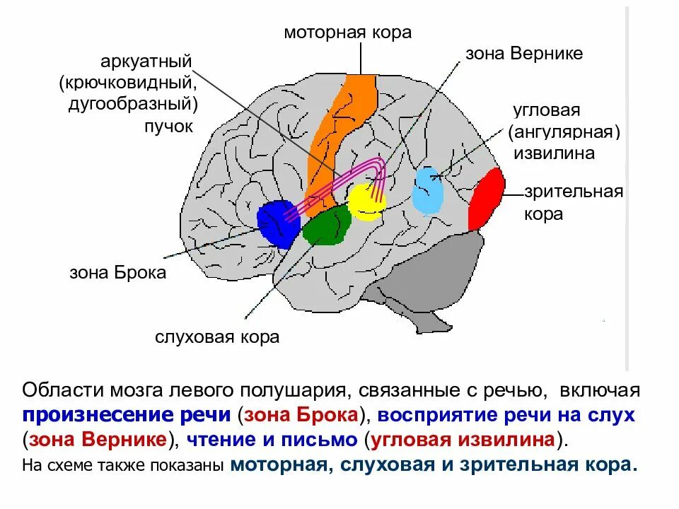 Двигательная область мозга. Схема головного мозга зона Вернике зона Брока. Речевые зоны мозга Брока и Вернике. Речевые зоны коры головного мозга Брока.