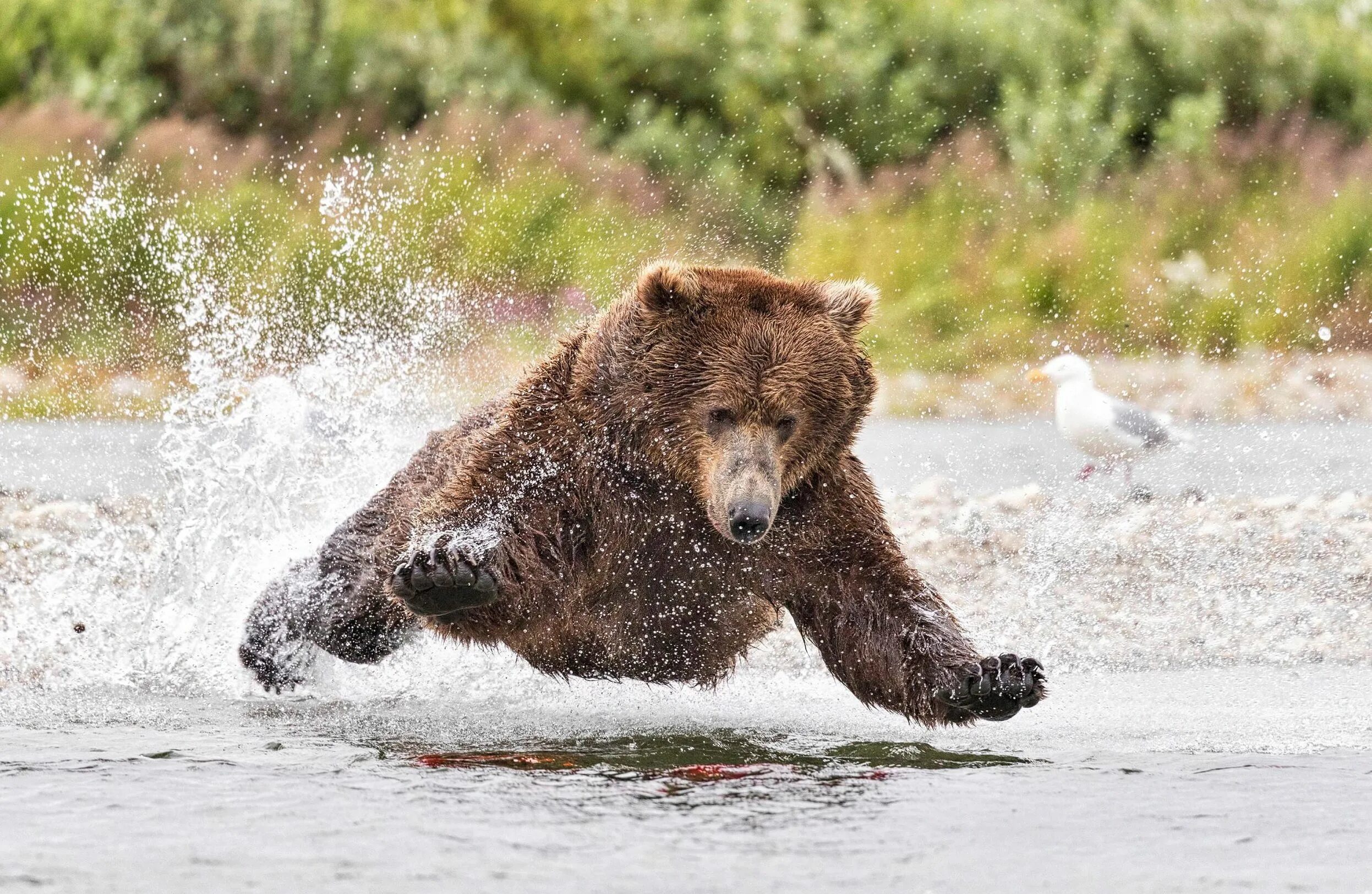 Медведь умывается. Медведь Гризли. Медведь прыгает. Медведь рыбачит. Медведь в прыжке.