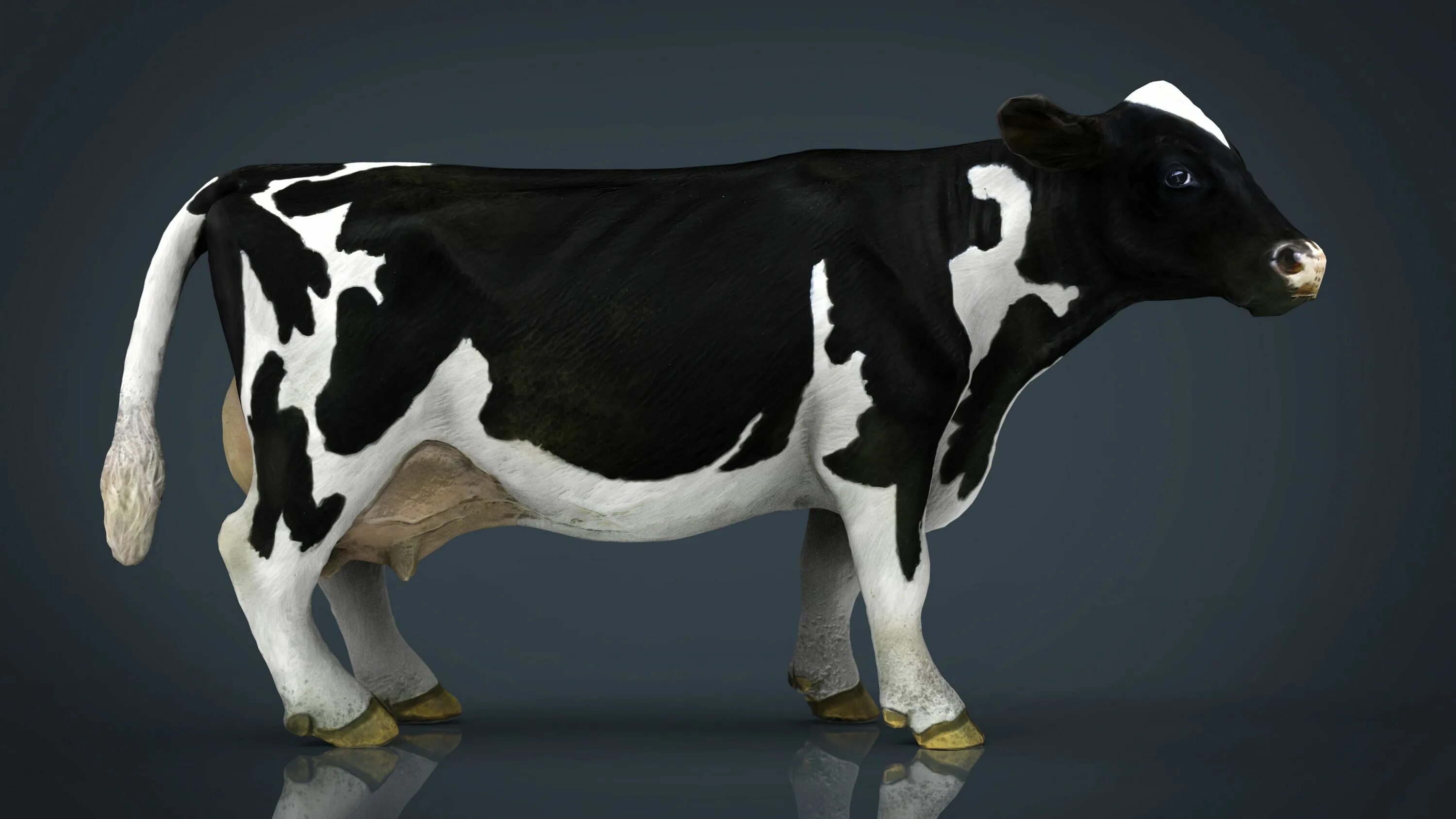 Cow model. Milk cow 3д. модель коровы. 3d модель коровы.