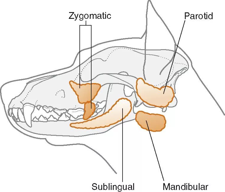 Где у собаки железы. Подчелюстная слюнная железа собаки. Анатомия слюнных желез у собаки. Слюнные железы собаки анатомия. Сиалоцеле слюнных желез.
