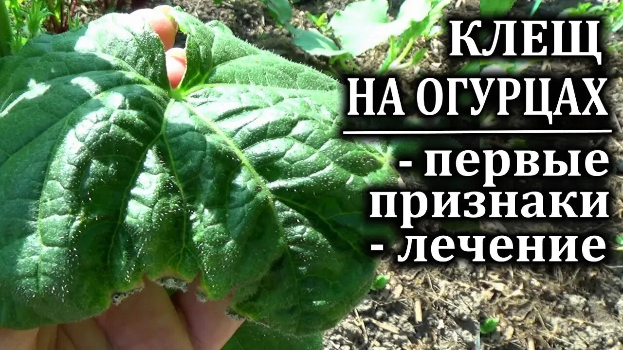 Виноград пораженный паутинный клещ. Клещ на огурцах. Паутинный клещ на огурцах в теплице меры борьбы. Чем лечить клеща на огурцах. Паутинный земляничный клещ.