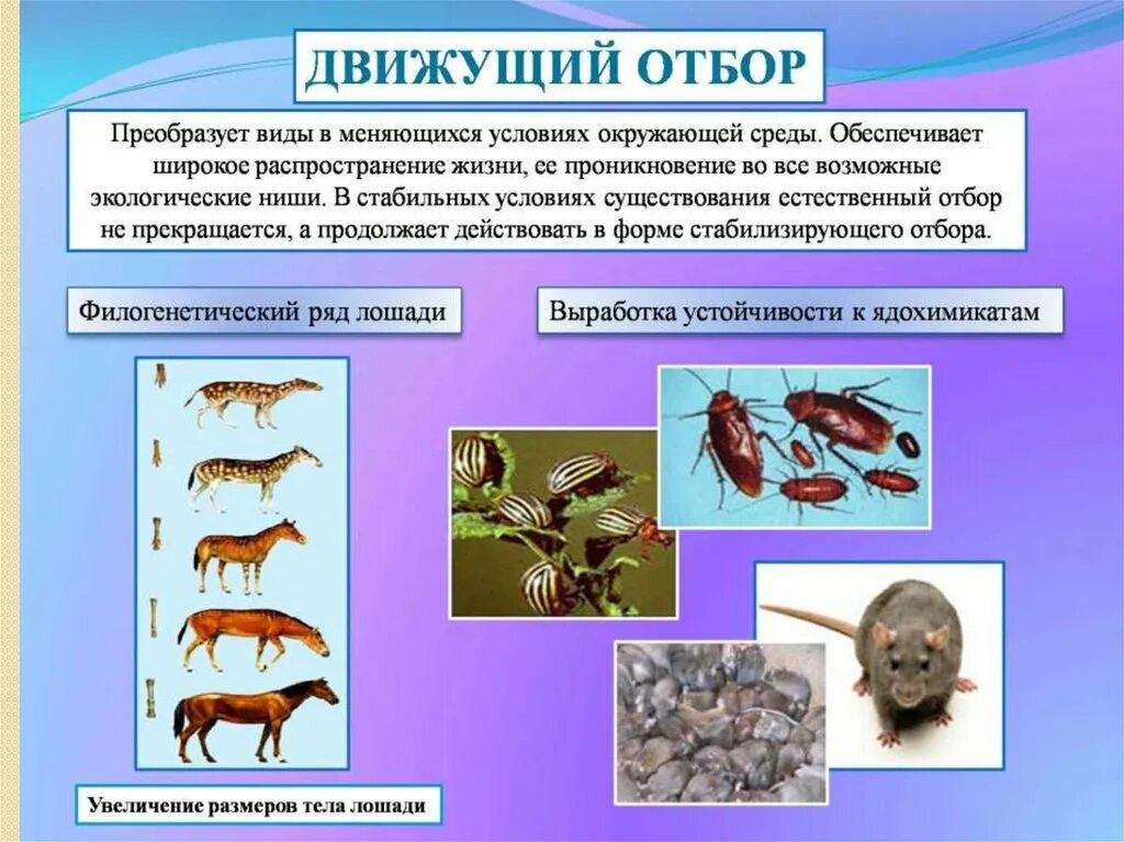 Примеры движущего естественного отбора у животных. Формы естественного отбора 11 класс биология. Естественный отбор формы отбора и примеры. Движущий отбор. Условия среды изменяются какой отбор