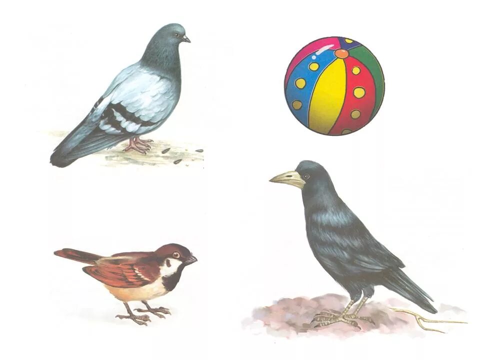 Весенние птицы мультяшные. Птицы снегирь для детей дошкольного возраста. Видео про птиц для дошкольников. Видео про птиц для дошкольников. Зимующие птицы.