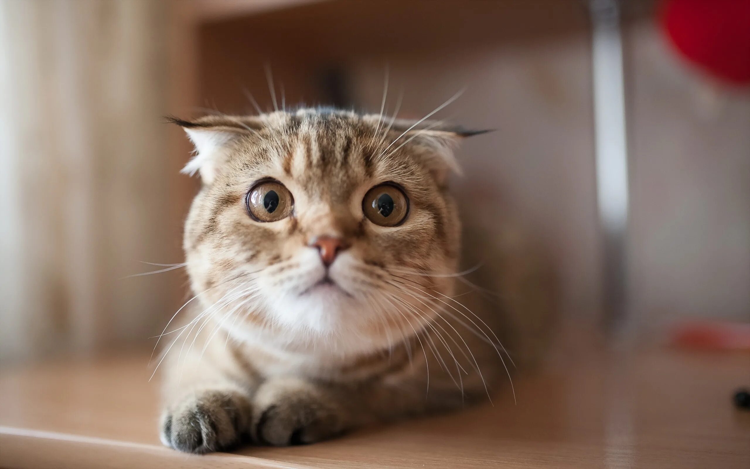 Смешные кошки. Забавный взгляд. Мордочка котенка. Удивленный кот. Смешные кошки.
