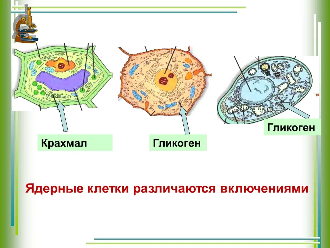 Гликоген у грибов. Строение клетки эукариот. Строение грибной клетки гликоген. Строение эукариотической клетки грибов. Клетка гриба.