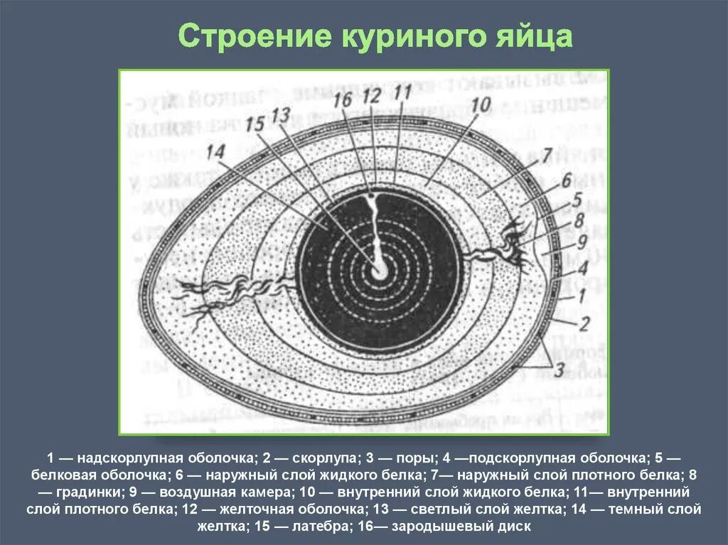 Функции оболочек яйца