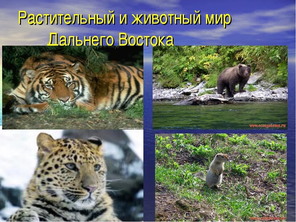 Животные дальнего. Животный мир дальнего востока. растительный и животный мир дальнего востока. животный мир дальнего востока россии. флора и фауна дальнего востока.