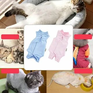 Уход за кошкой после