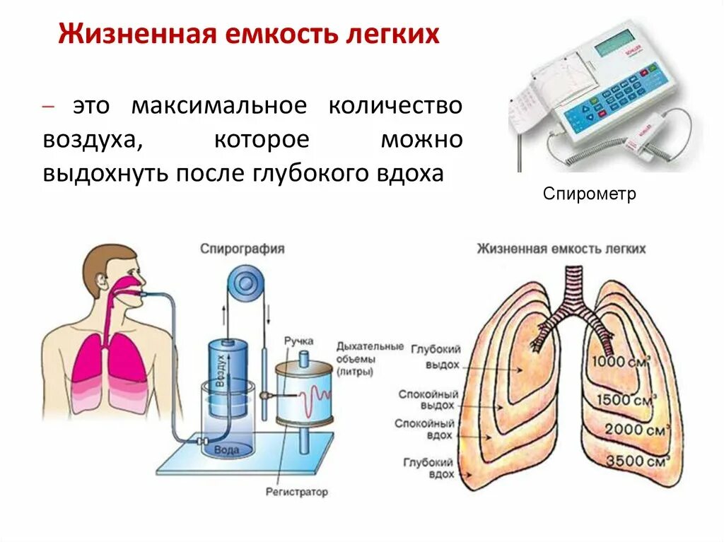 Максимальная жизненная емкость легких. Спирометр жизненная емкость легких. Объем жизненной емкости легких. Лабораторная работа измерение жизненной ёмкости лёгких. Легочные объемы и жизненная емкость легких.