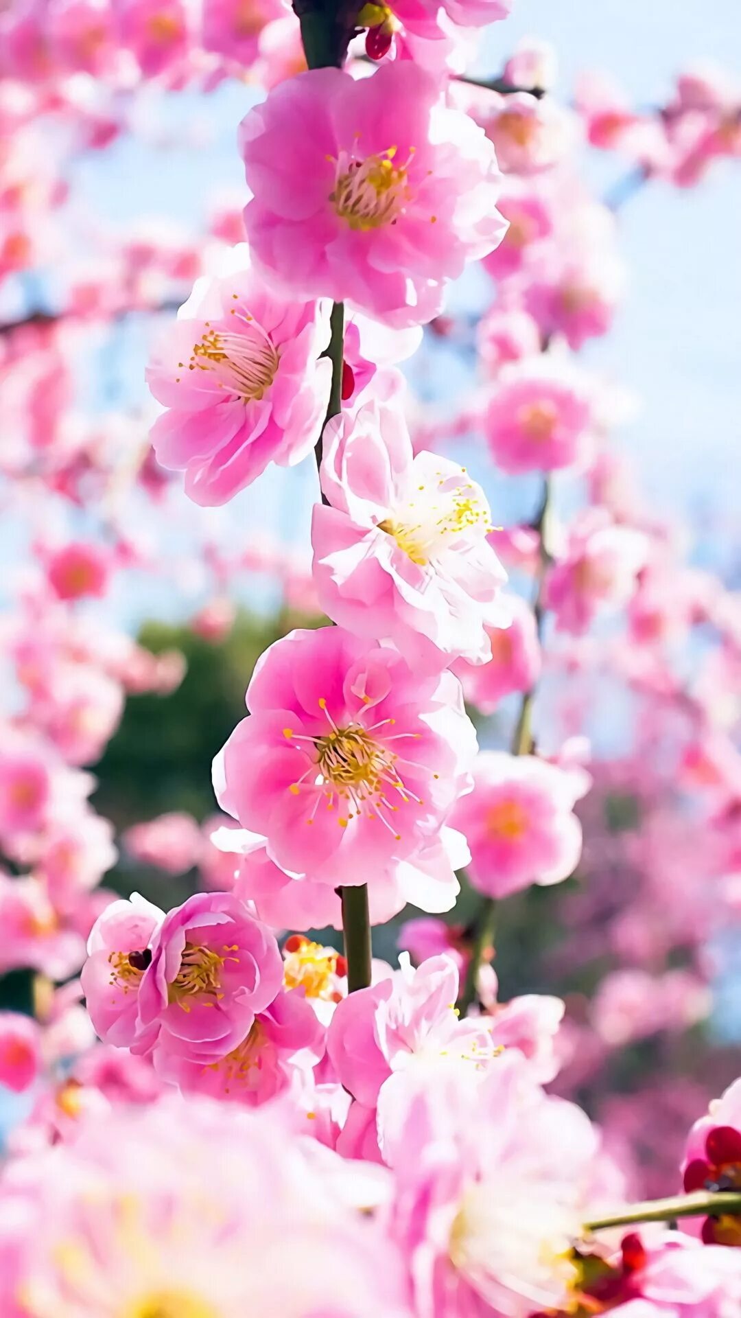 Заставки на телефон вертикальные цветы. Цветы вертикальные. Заставка на телефон цветы. Розовые весенние цветочки.