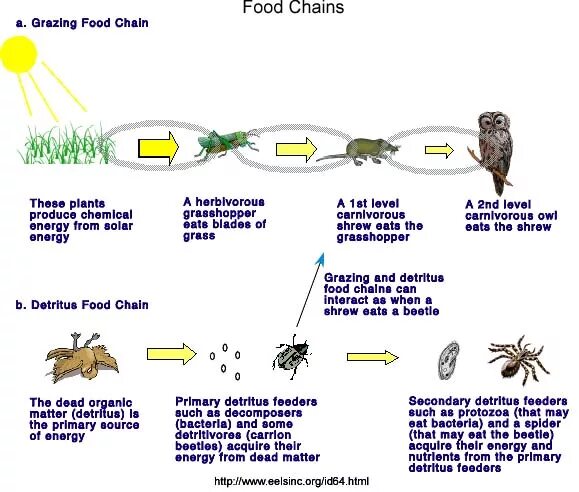 Пищевая цепь нектар муха. Detritus food Chain. Пищевая цепь с многоножкой. Бактерии в пищевой цепи. Пищевая цепь КС го.