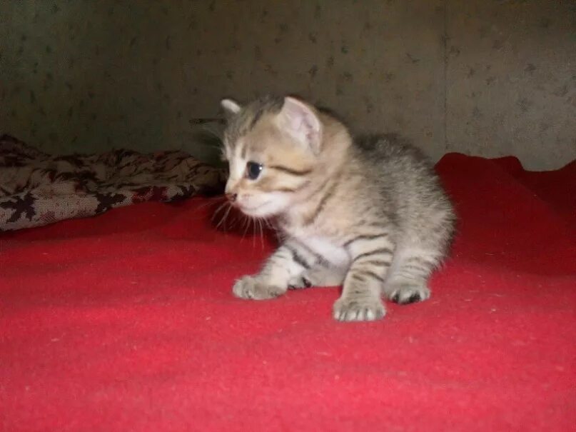 3 кота из тома и джерри. котенок том 3. котенок том 3. три кота сутеев. 3 месячный котенок.