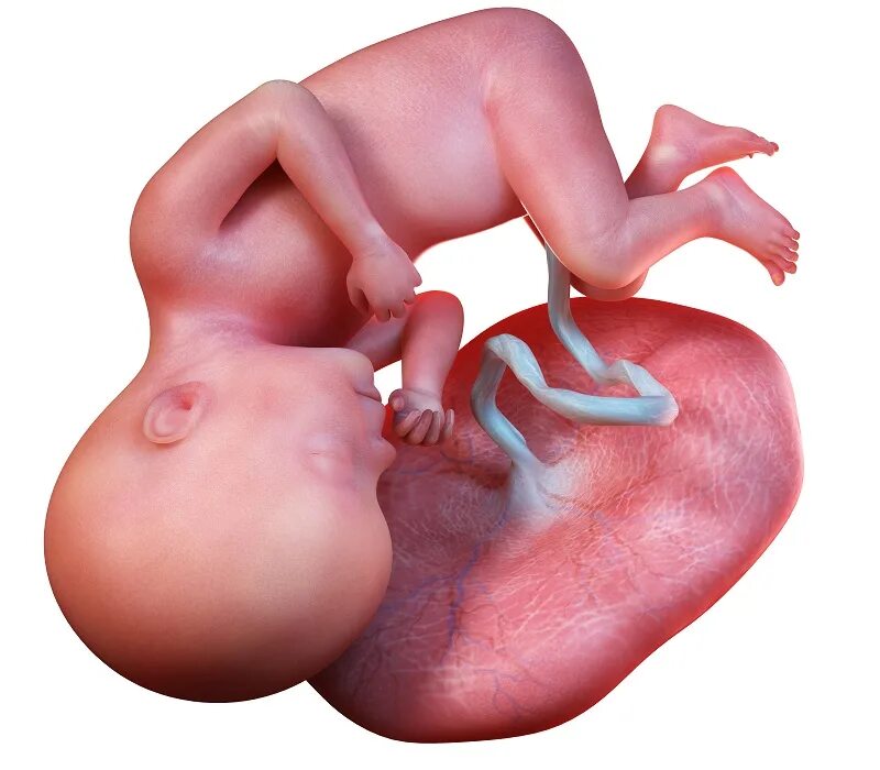 Плод на 27 неделе беременности. Эмбрион на 27 неделе беременности. Малыш 27 недель в утробе. 27 неделя беременности что происходит с мамой