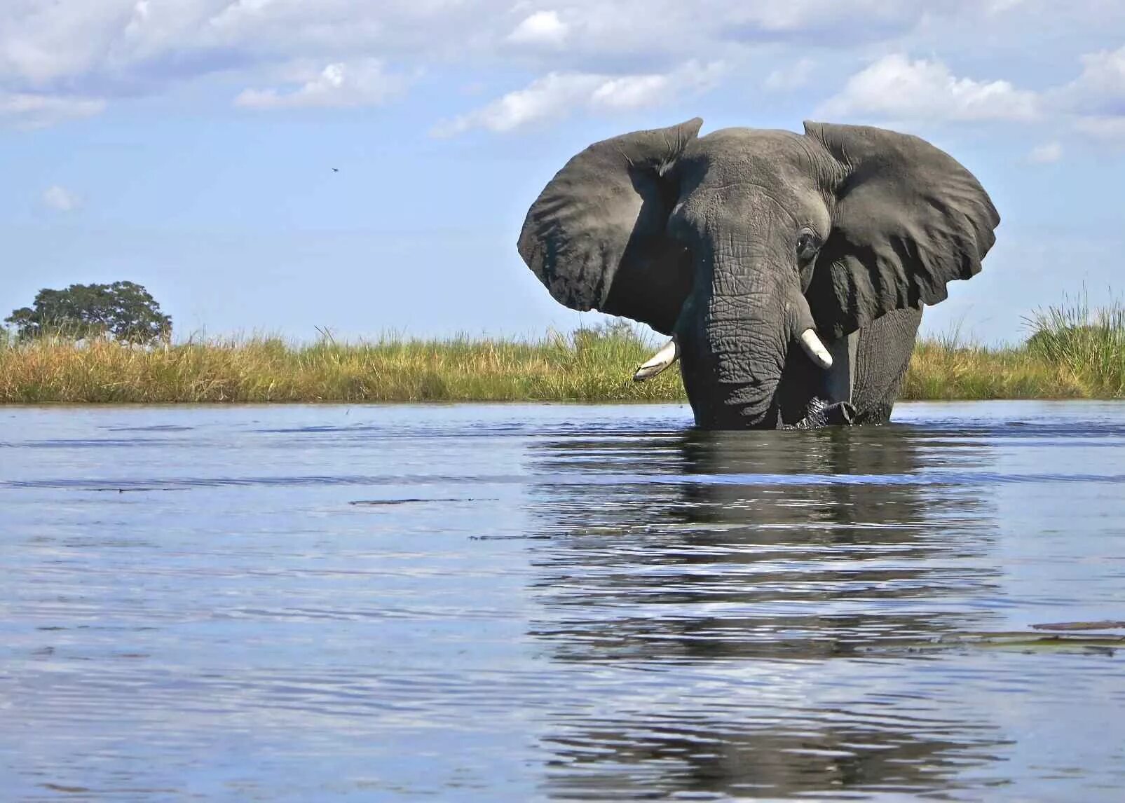 Elephant river. Слоны. Слон фото. Слон плывет. Слон пьет воду.