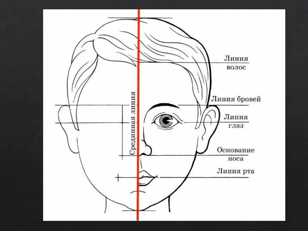 У взрослого человека голова занимает. Пропорции головы человека изо 6 класс. Конструкция головы человека и ее пропорции рисунок. Человеческое лицо рисунок. Пропорции лица для рисования.