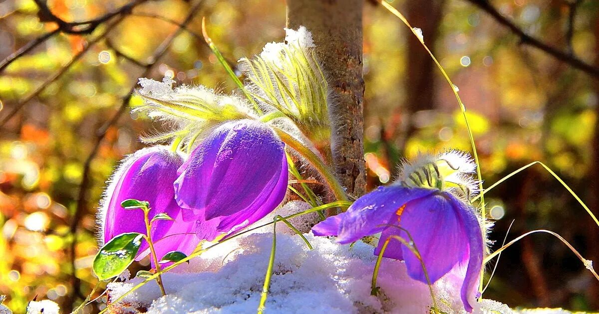 Ярко солнце март. Весна природа. Ранняя Весна. Весеннее Пробуждение природы. Утро ранней весны.