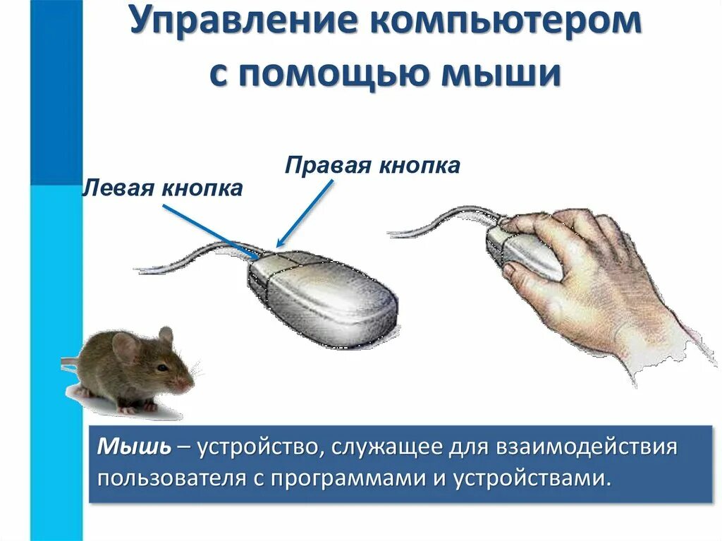 Программа компьютерной мыши. Управление с помощью мыши. основные приемы управления с помощью мыши. управление компьютера с помощью мышки. управление компьютером с помощью мыши 5 класс.