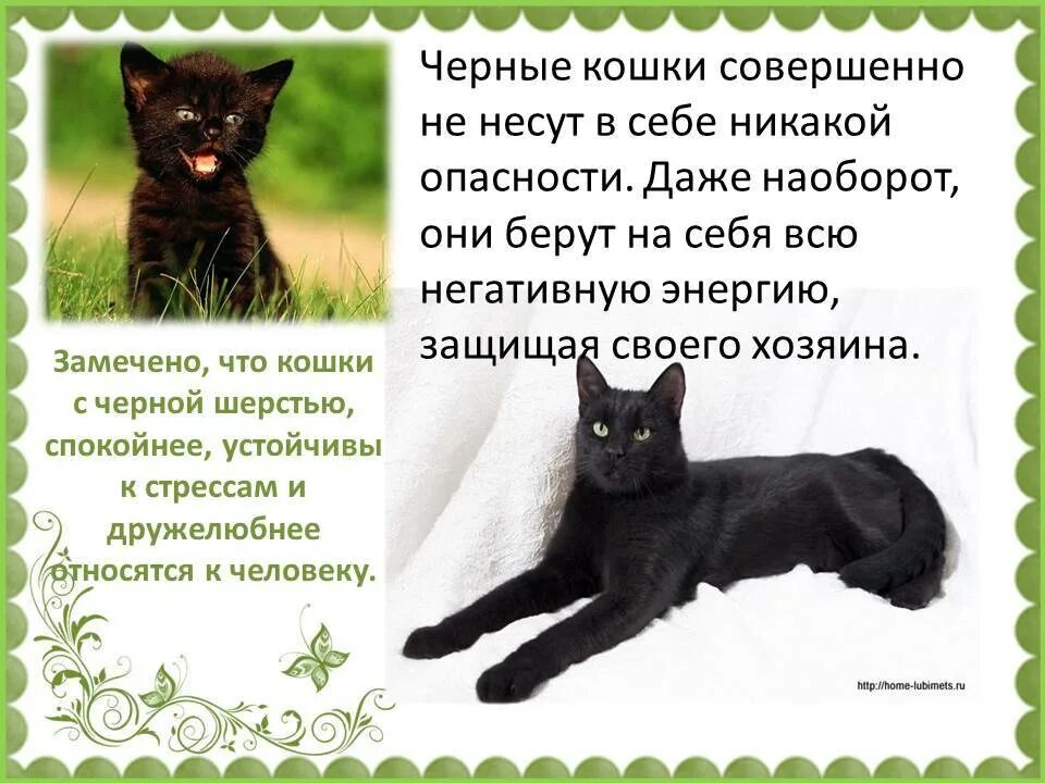 Черная кошка примета. Черная кошка приметы и суеверия. Кошачьи приметы. Суеверия о кошках. Черная кошка содержание