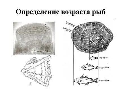 Как узнать возраст рыбы