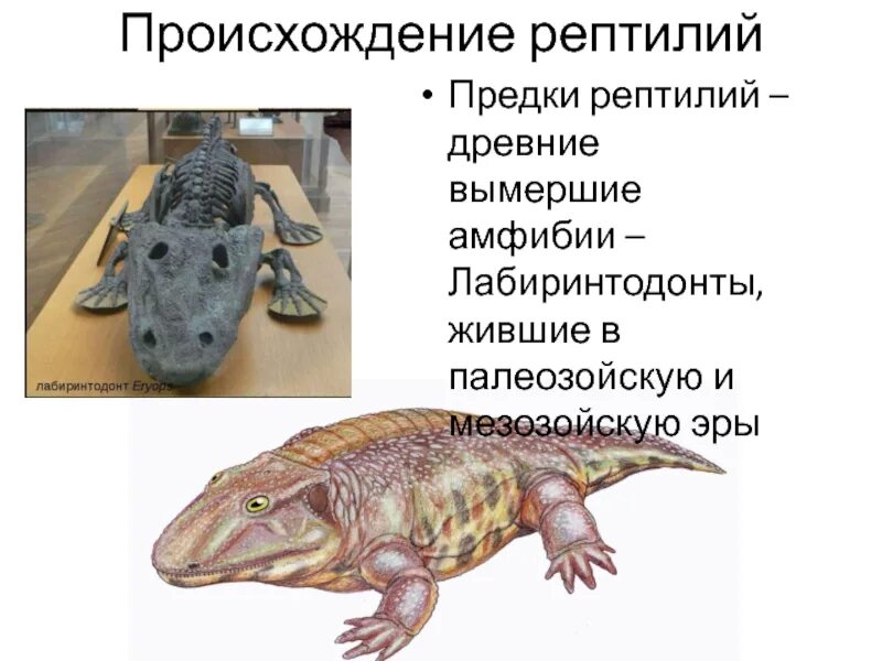 Вымерший предок земноводных