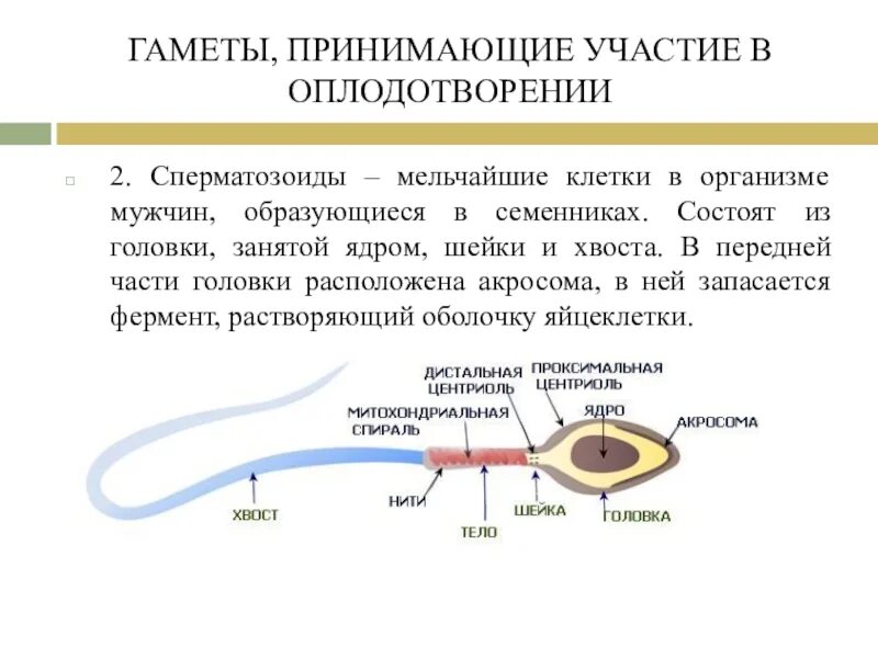 Клетка спермия. Акросома у яйцеклетки. Сперматозоиды образуются в. В оплодотворении участвуют клетки. Мужские гаметы образуются в результате