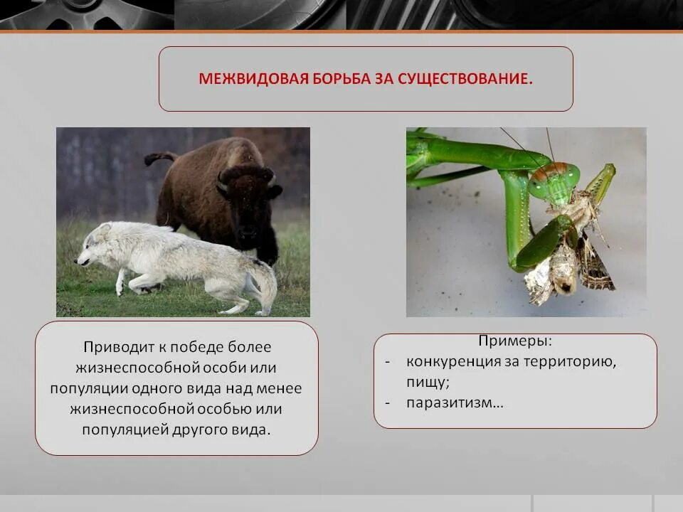 Борьба между особями одной популяции. Межвидовая борьба примеры. межвидовая конкуренция примеры. примеры меж воевой борьбы. примеры межвидовой борьбы за существование.