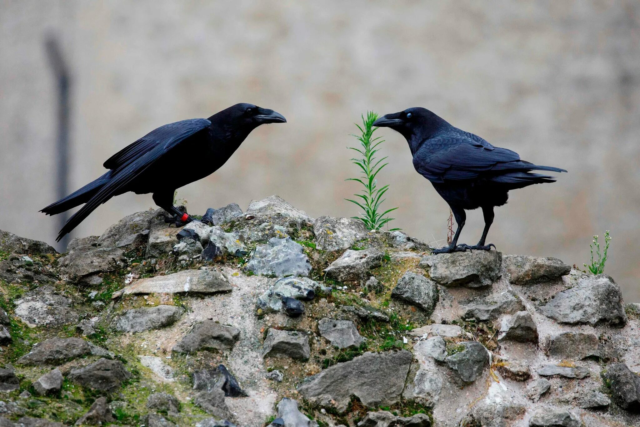 Птицы в центре новосибирска. Редкие птицы оренбургской области. Почему вороны собираются в одном месте. Птицы оренбургской области. Почему вороны собираются в одном месте.