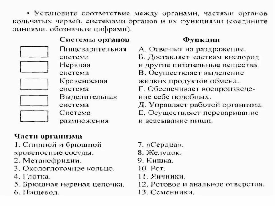 тип кольчатые черви классификация. плоские круглые и кольчатые черви примеры. представители система у кольчатых червей. классы кольчатые черви 7 класс. представители кольчатых червей биология 7 класс.